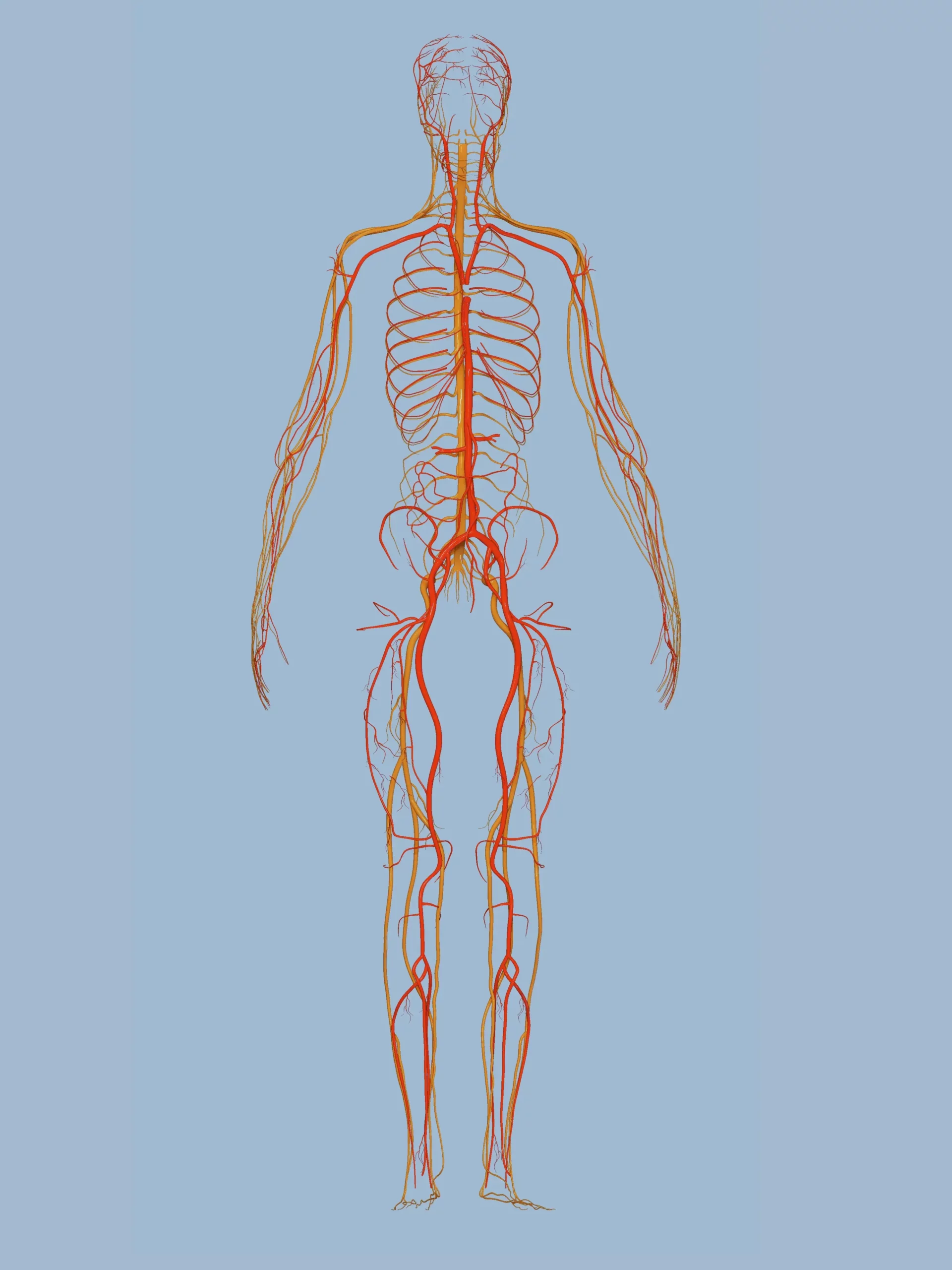 polyvagal theory on the vagus nerve